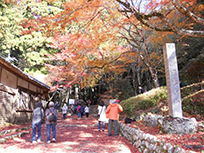 ツアー情報